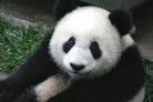  A BECSŰLETES KORREKT japán PANDA