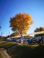 Pesti Auto photo 2